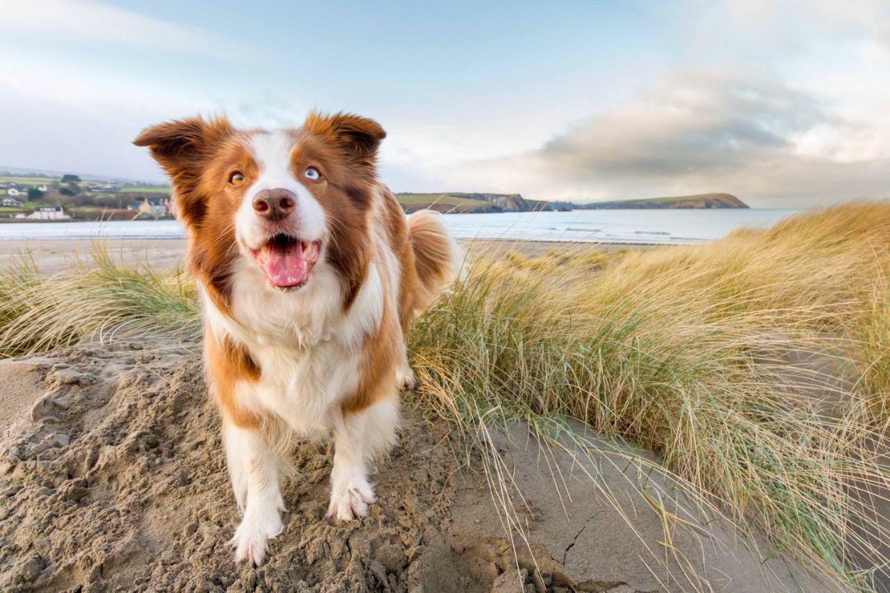 Ty Pren Bach Casa vacanze Maenclochog